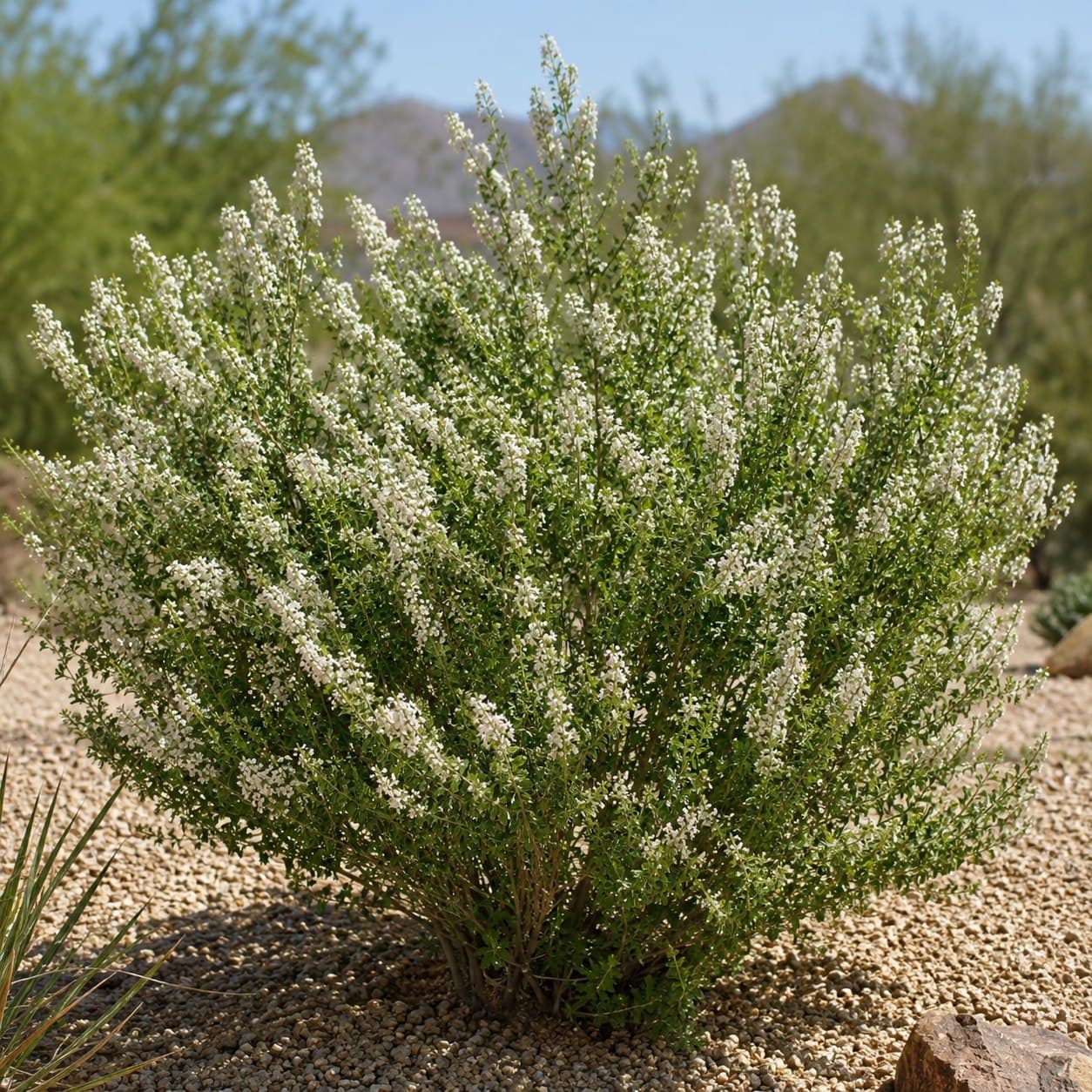 Bee Brush