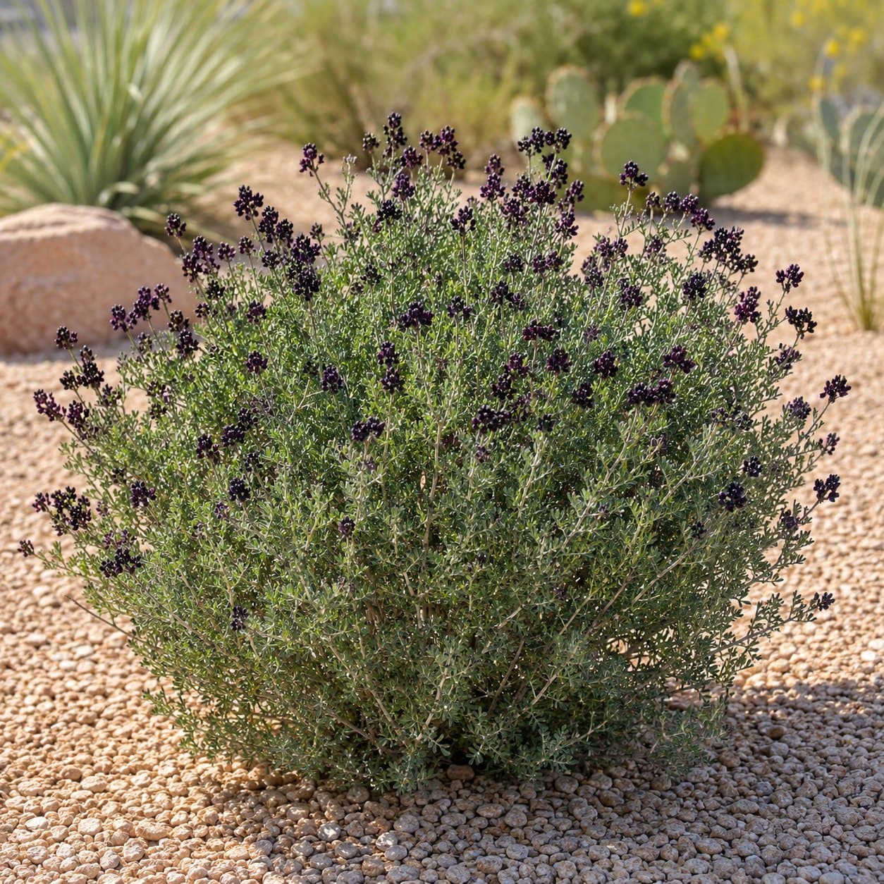 Black Dalea