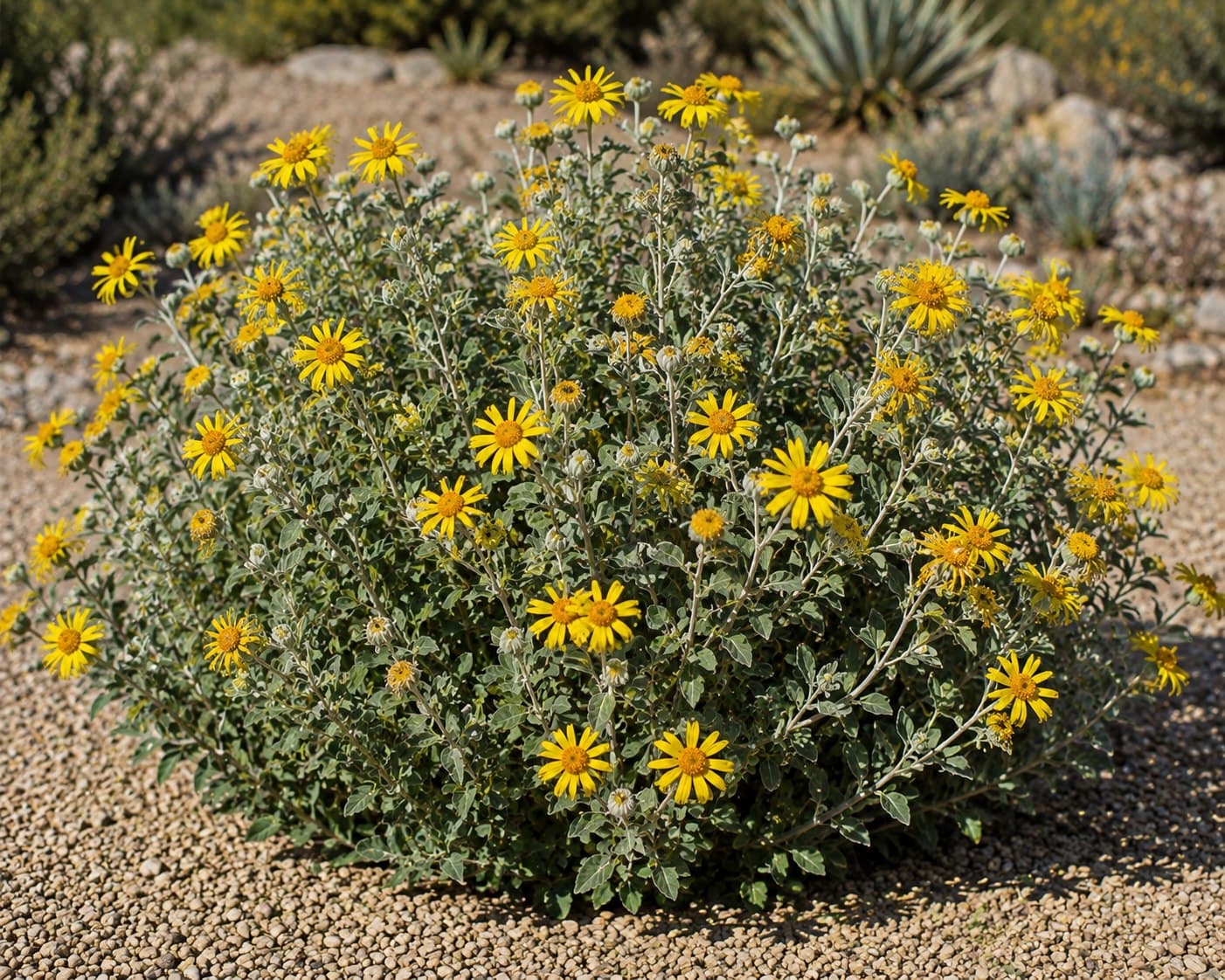Brittlebush