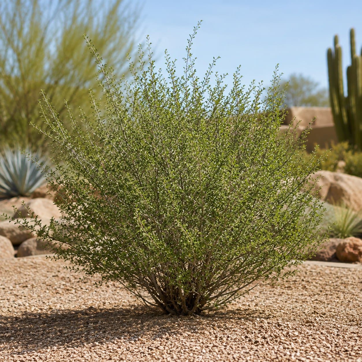 Desert Hackberry