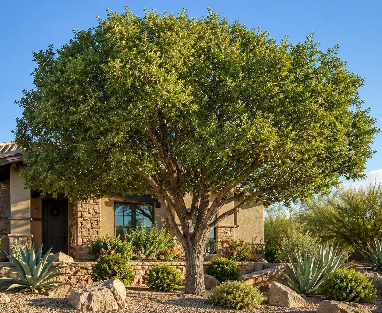 Evergreen Elm