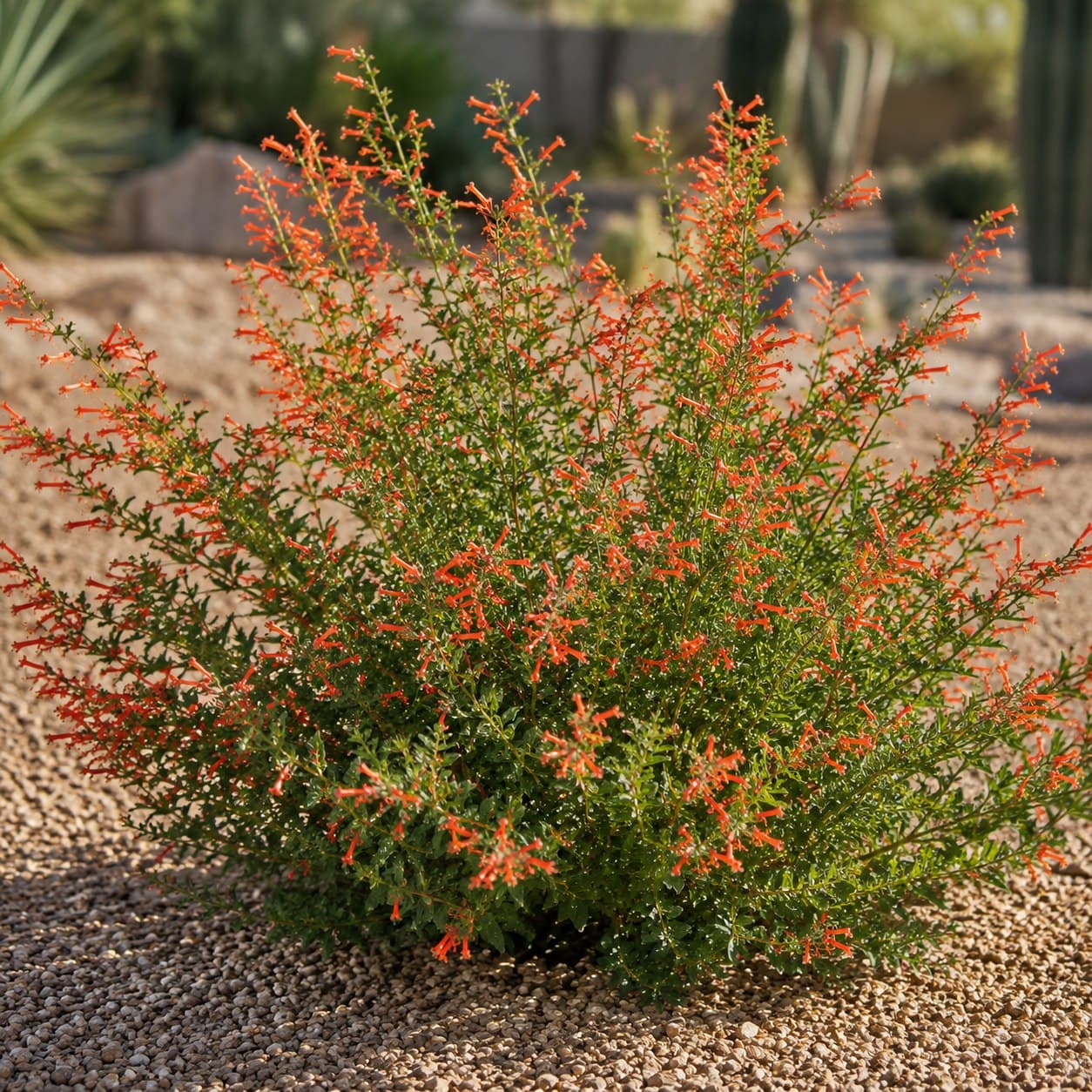 Flame Honeysuckle