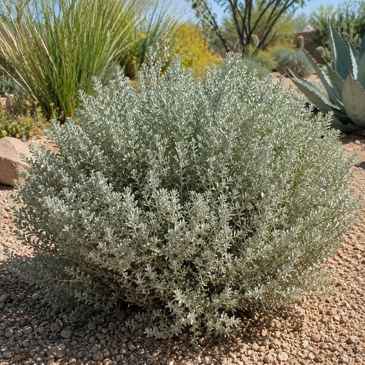 Fourwing Saltbush