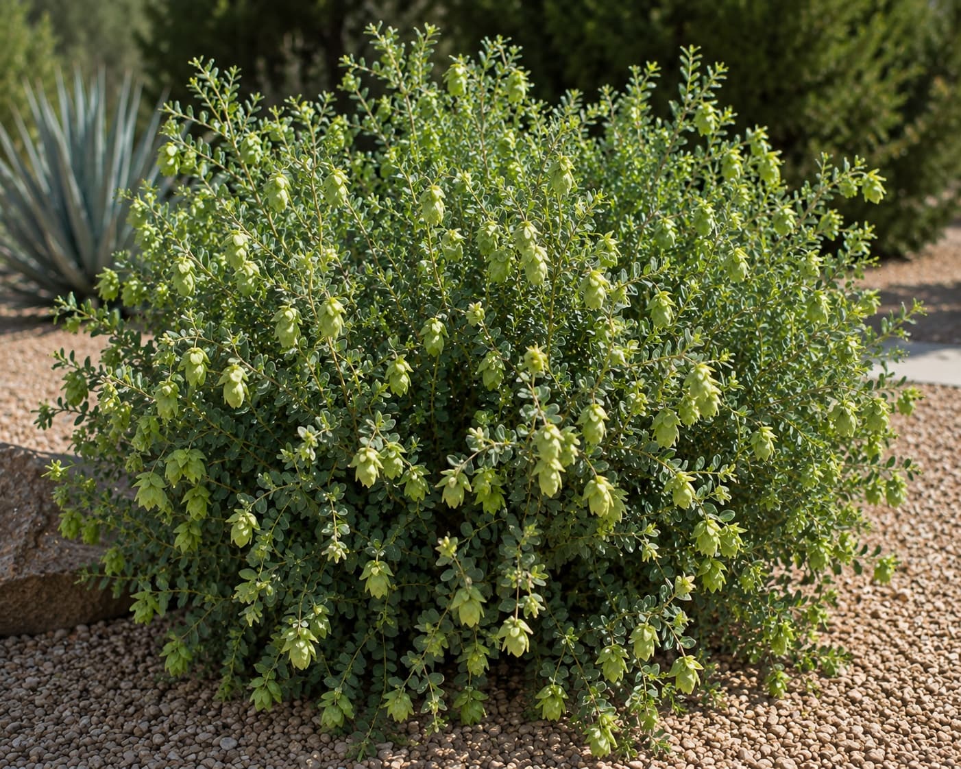 Hop Bush