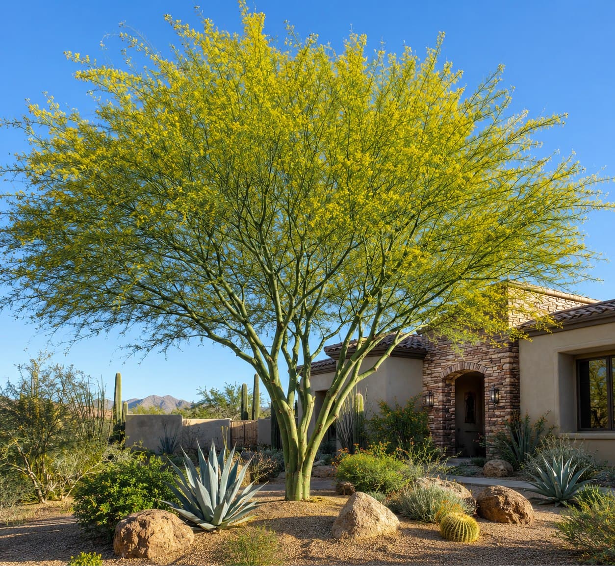 Hybrid Palo Verde