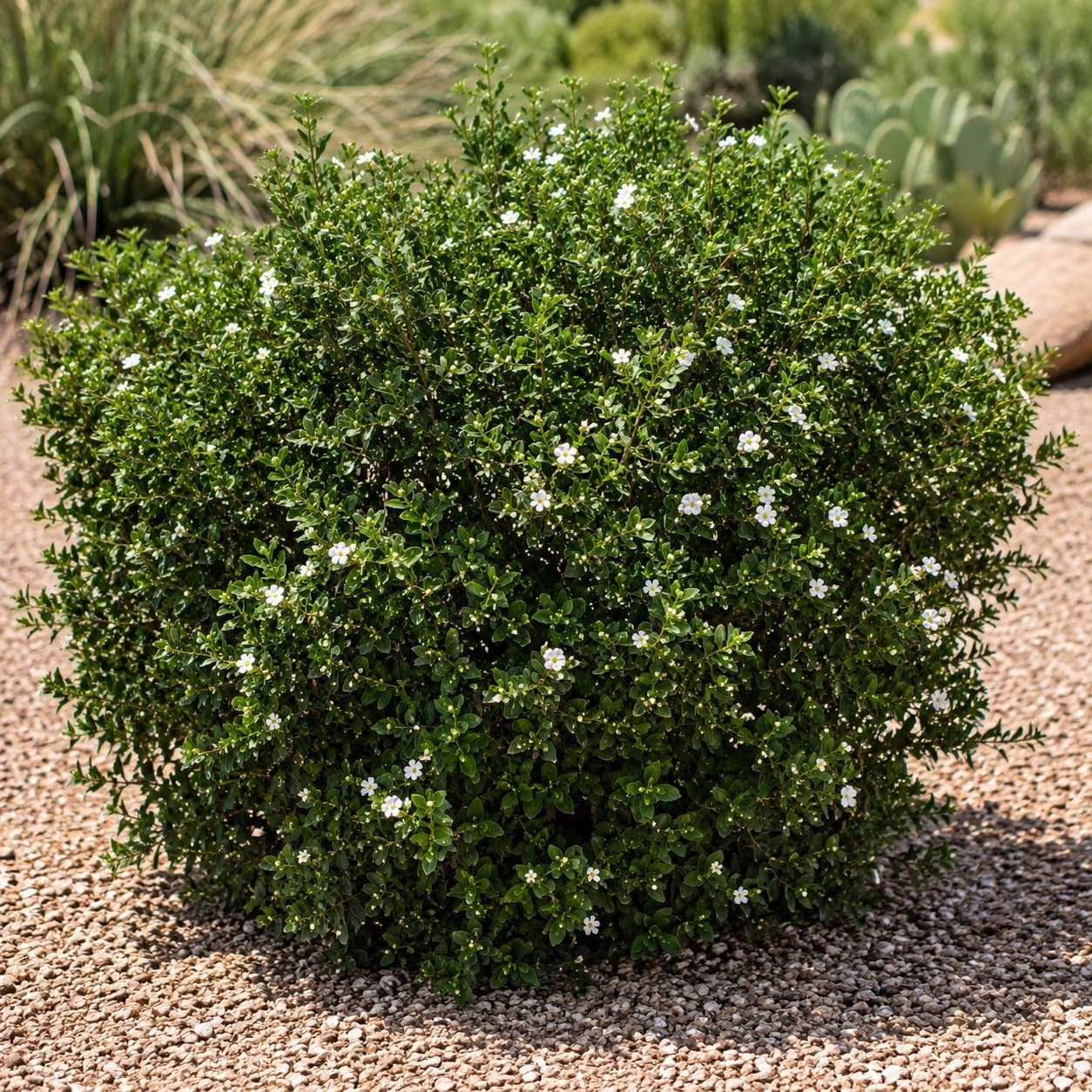 Little Leaf Cordia