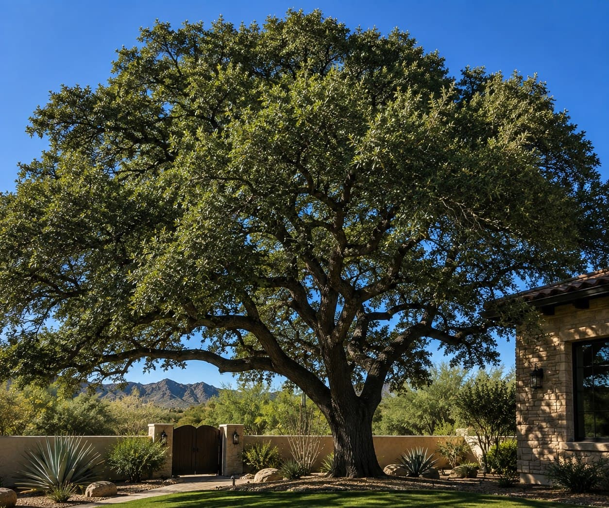 Live Oak