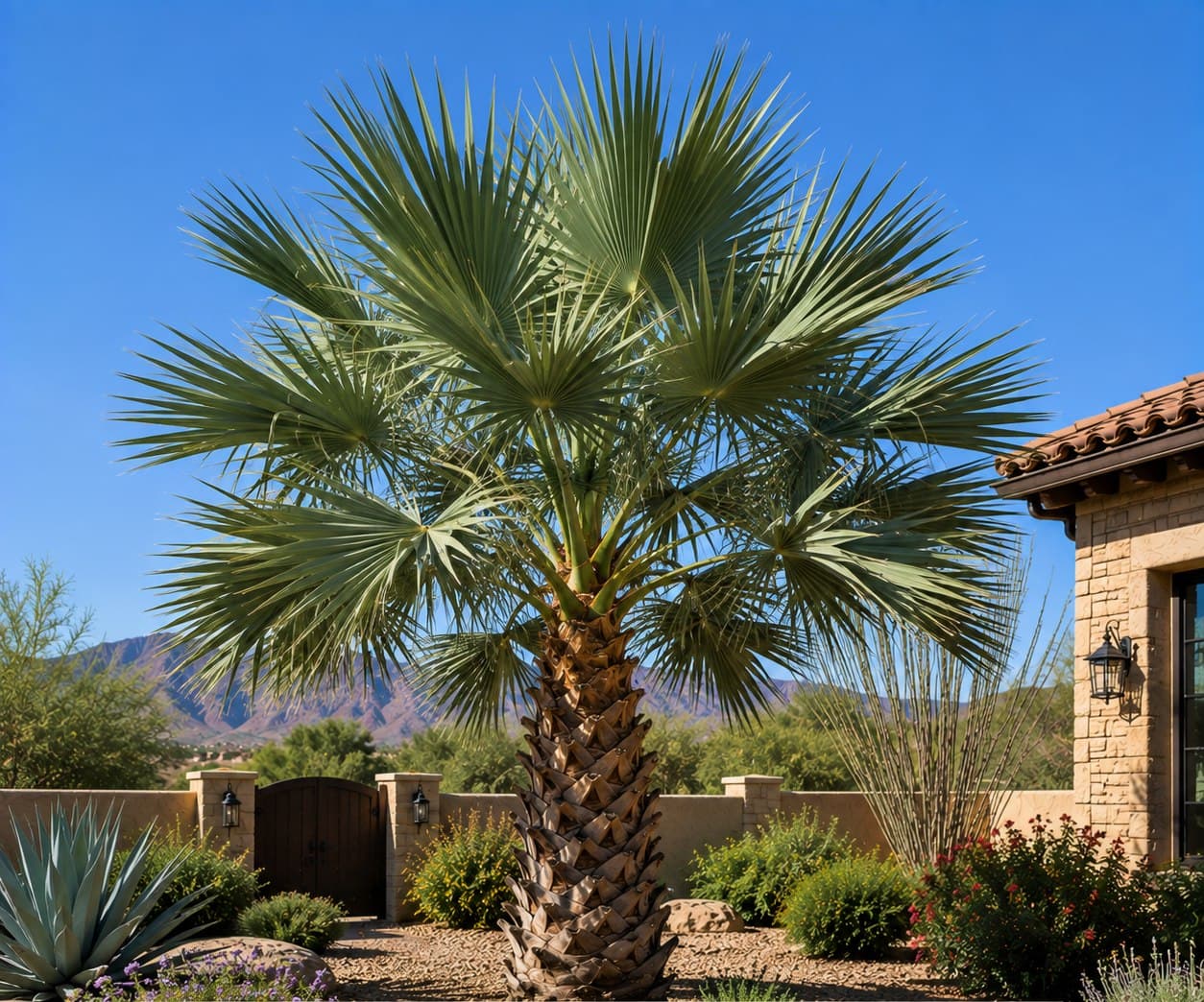 Mediterranean Fan Palm
