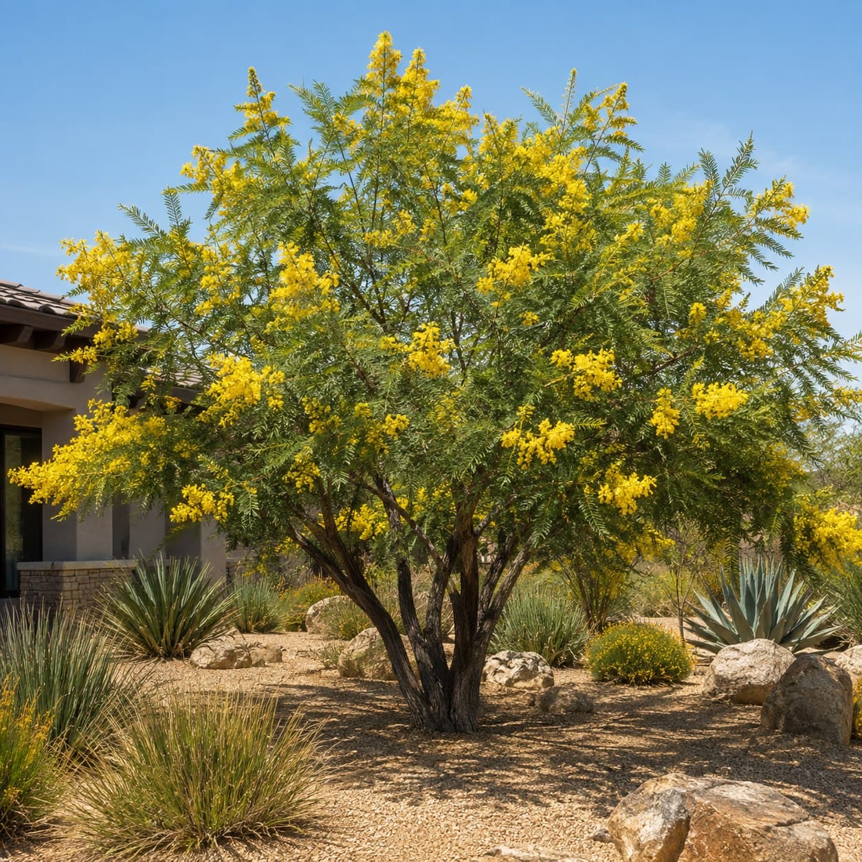 Mexican Bird of Paradise