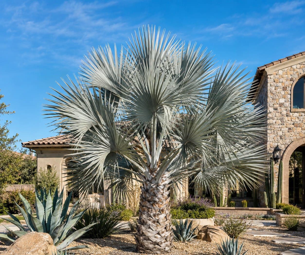 Mexican Blue Palm