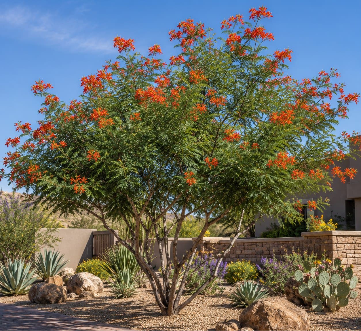 Red Bird of Paradise