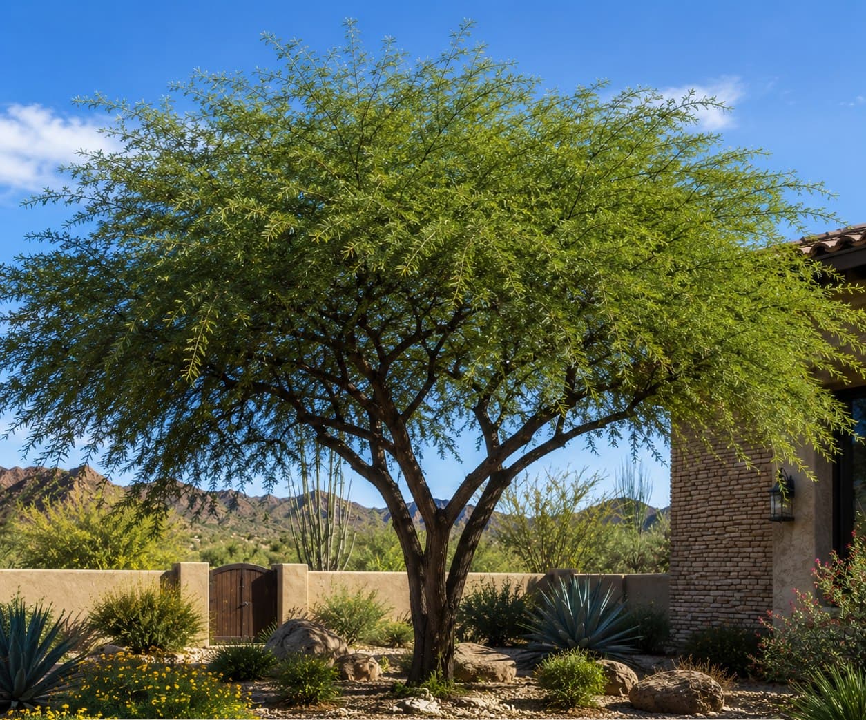 South American Mesquite