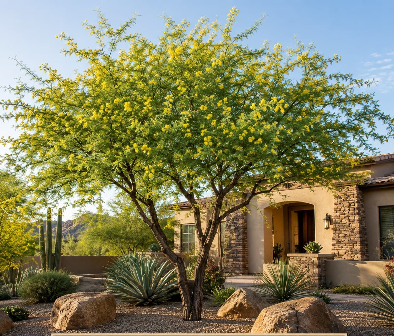 Sweet Acacia