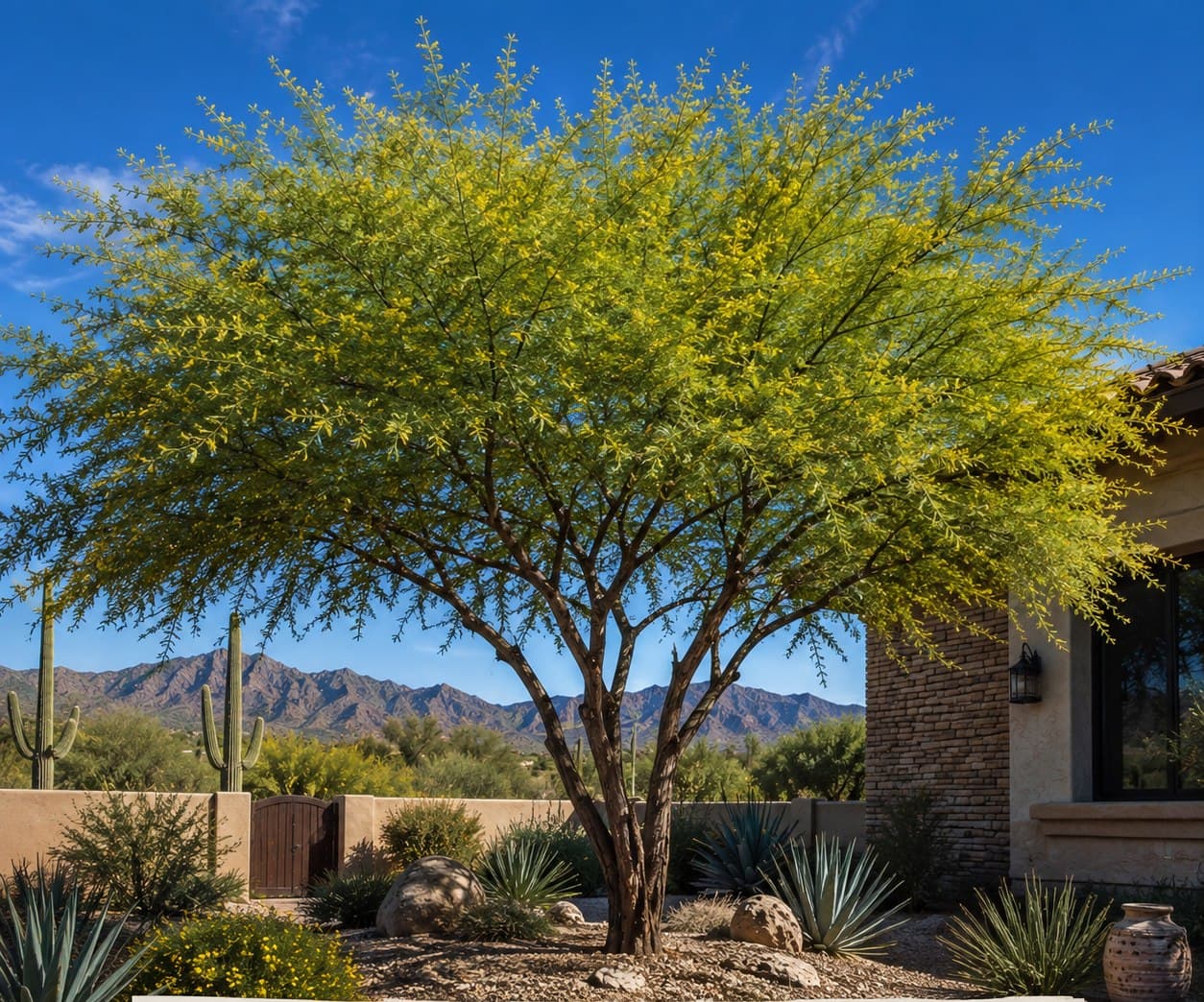 Texas Honey Mesquite