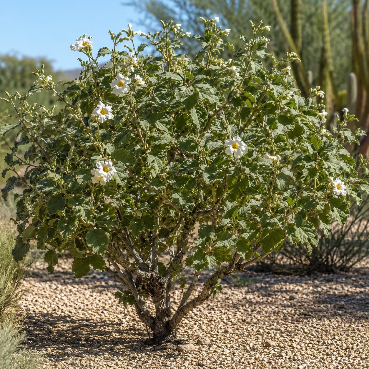Texas Olive