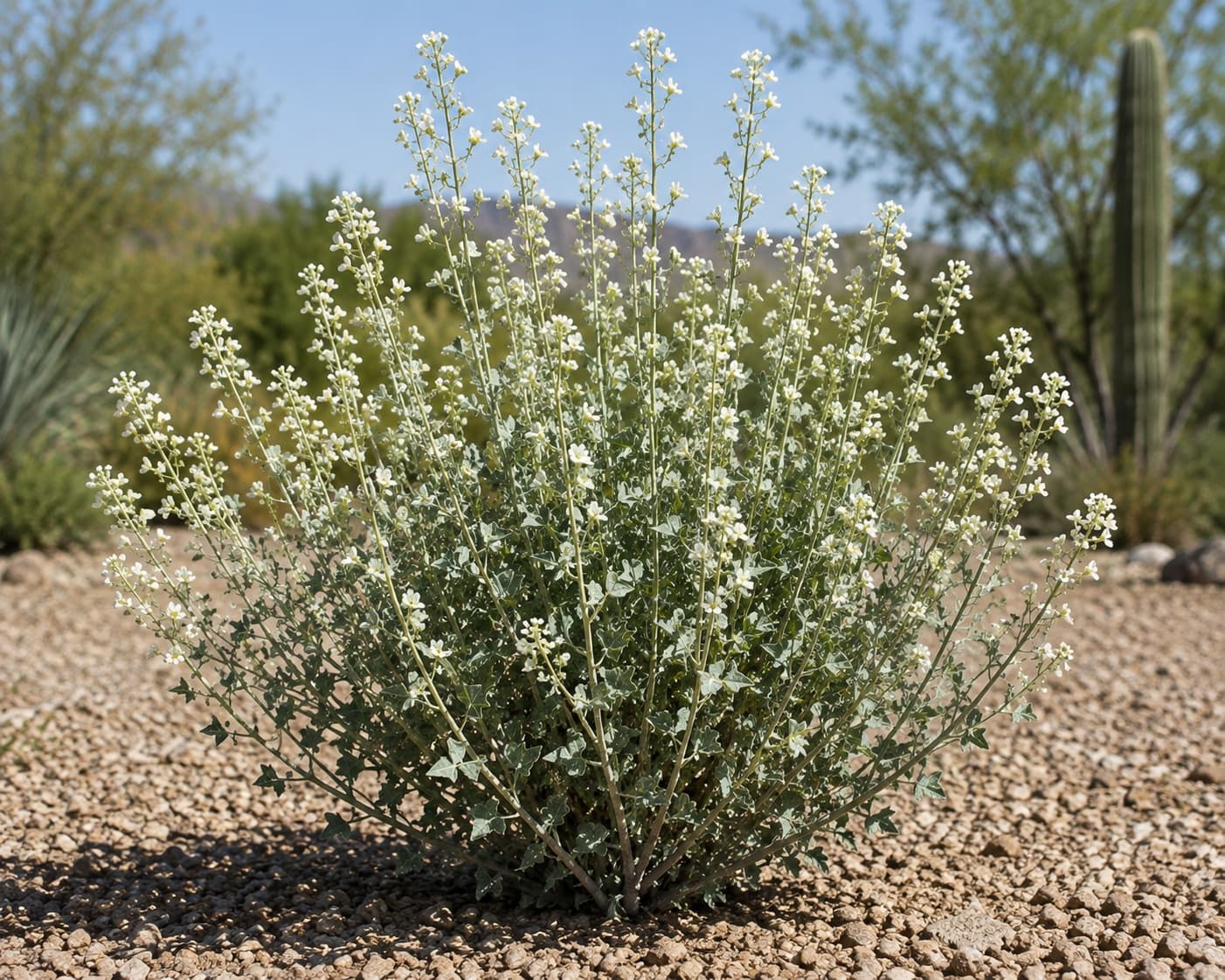 Triangleleaf Bursage