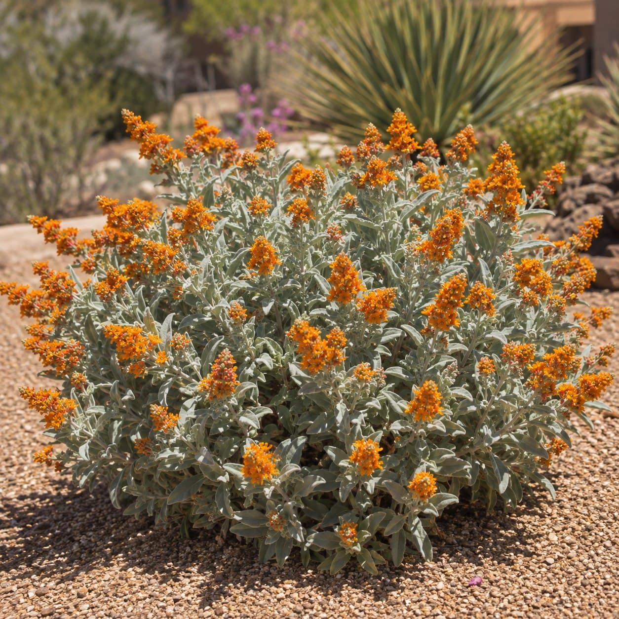Woolly Butterfly Bush